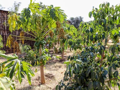 Home gardening enhances conservation and food security in Ethiopia