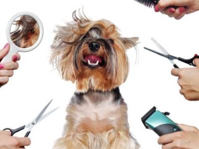 Pet Grooming & Boarding Services in Ethiopi